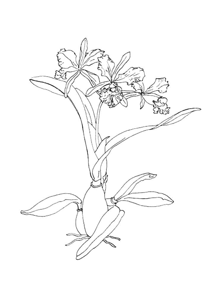 Dokonalý Orchidej omalovánka