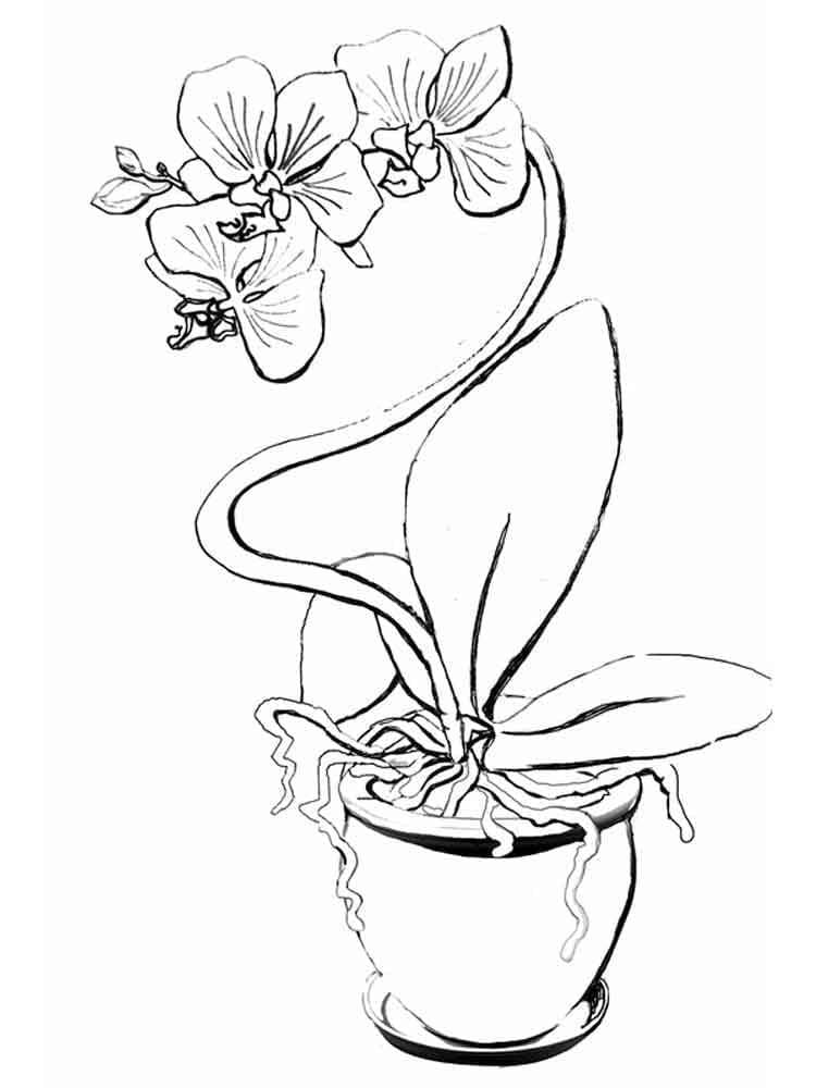 Jeden Orchidej Květ omalovánka