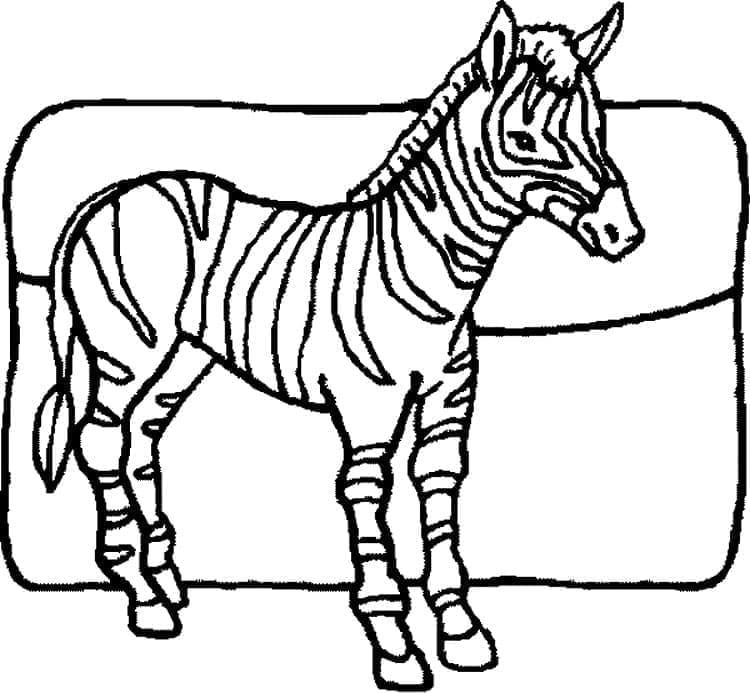 Jedna Zebra omalovánka
