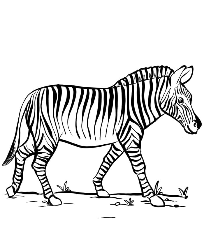 Kreslená Zebra omalovánka