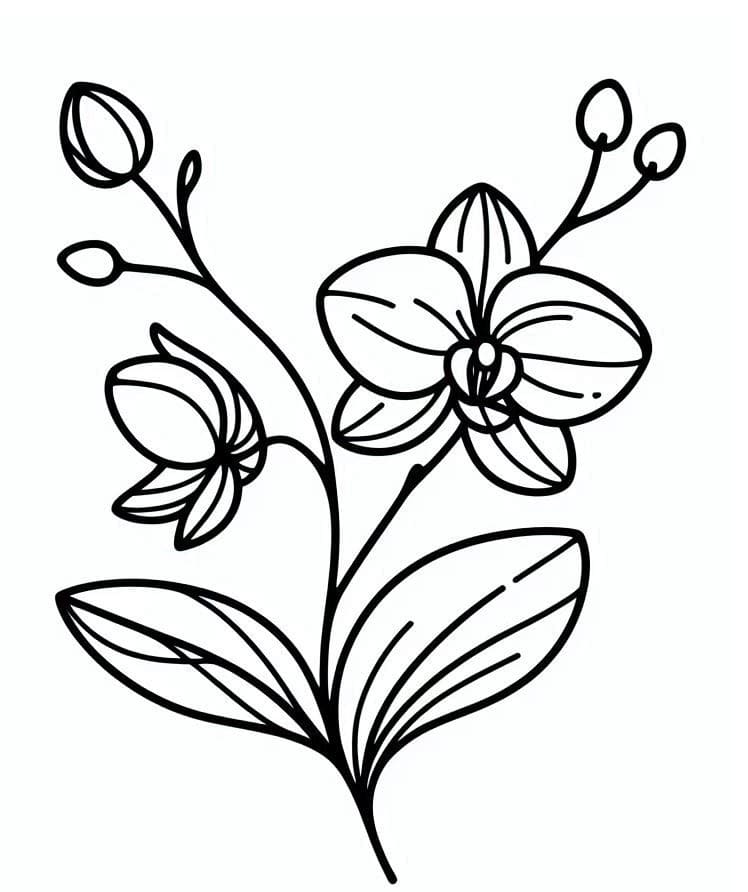 Orchidej Květ omalovánka