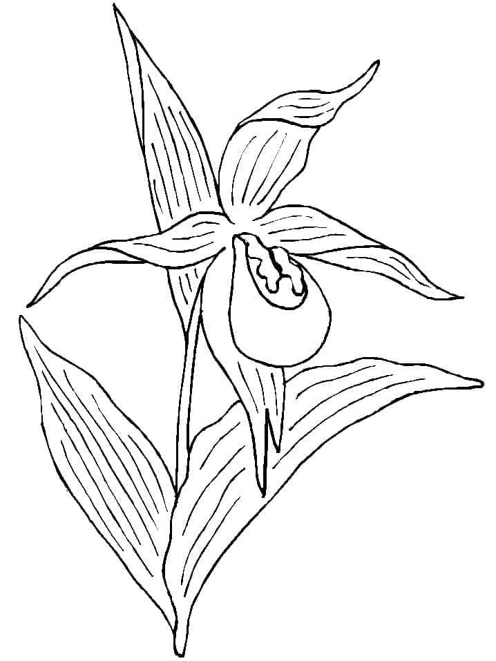 Orchidej Zdarama omalovánka