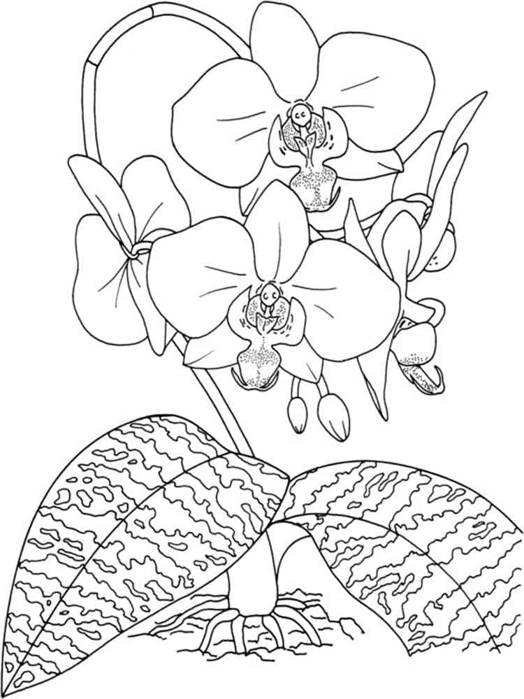 Orchidej Zdarma omalovánka