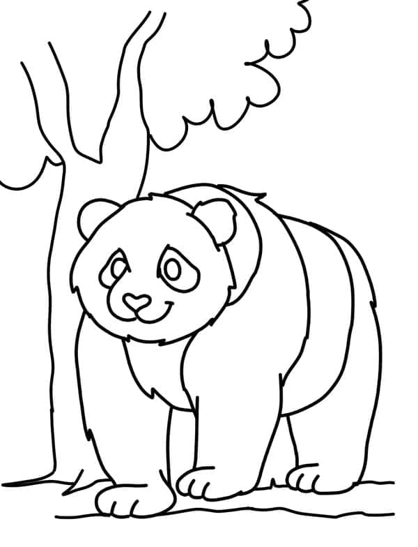 Panda Obrázek omalovánka