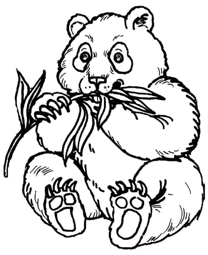 Panda Tisknutelná omalovánka