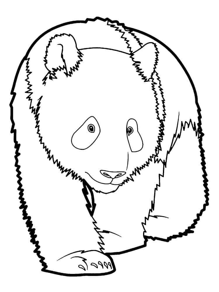 Panda pro Děti omalovánka