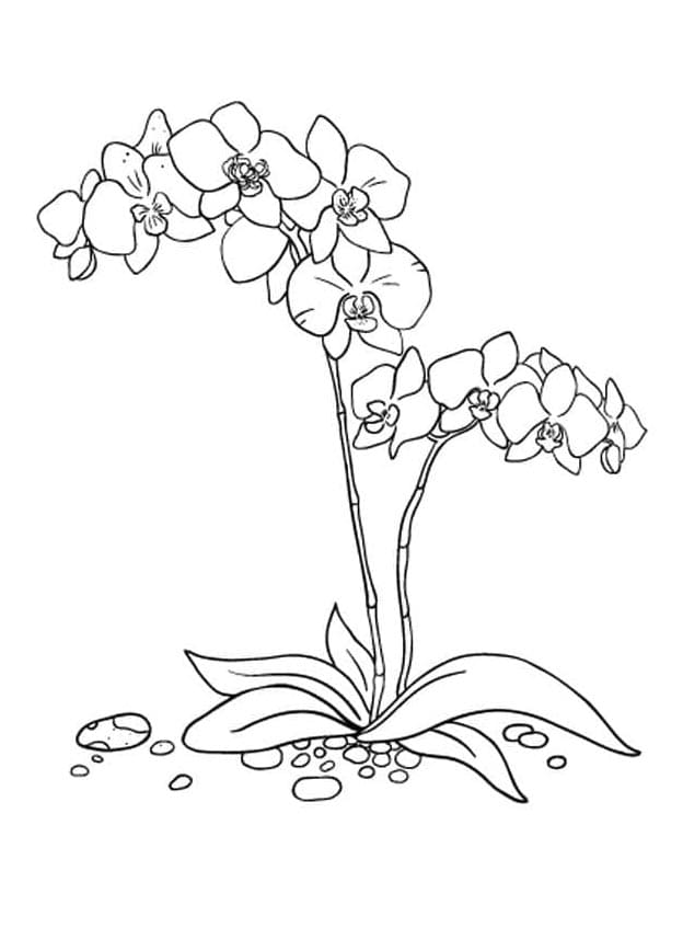 Pěkný Orchidej omalovánka