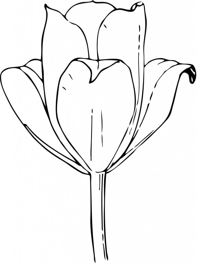 Půvabný Tulipán omalovánka