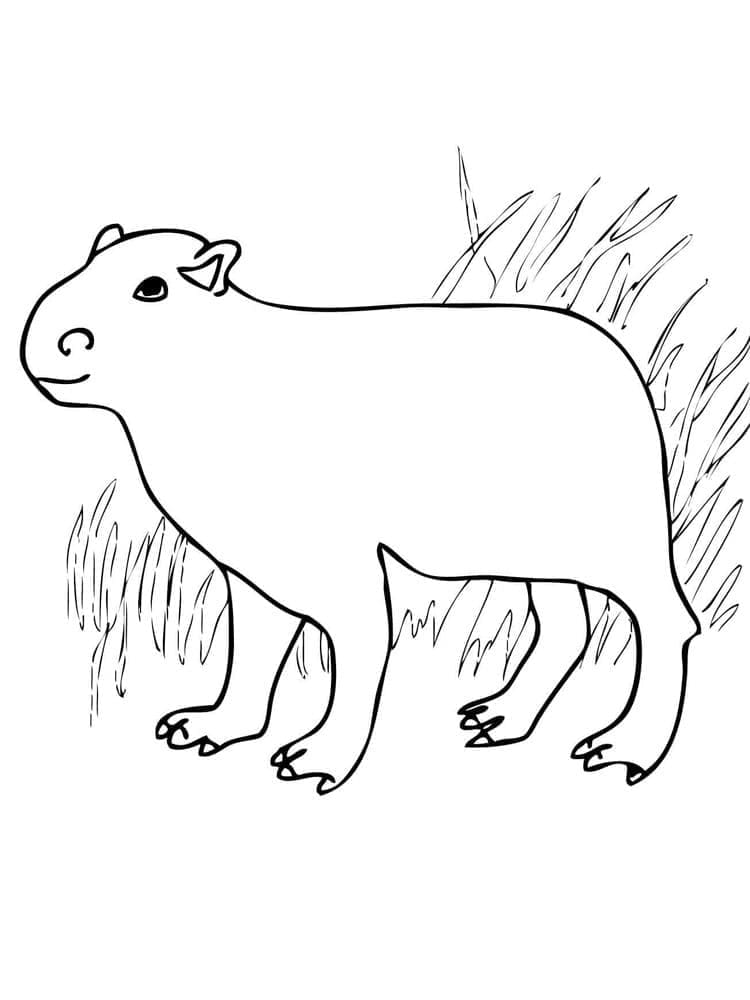 Roztomilý Kapybara omalovánka
