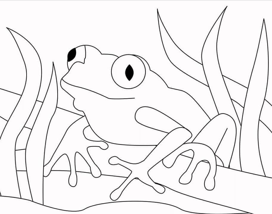 Tisk Žába omalovánka