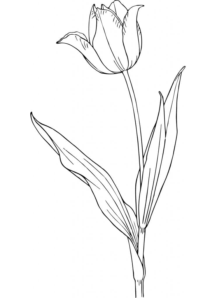 Tulipán (1) omalovánka