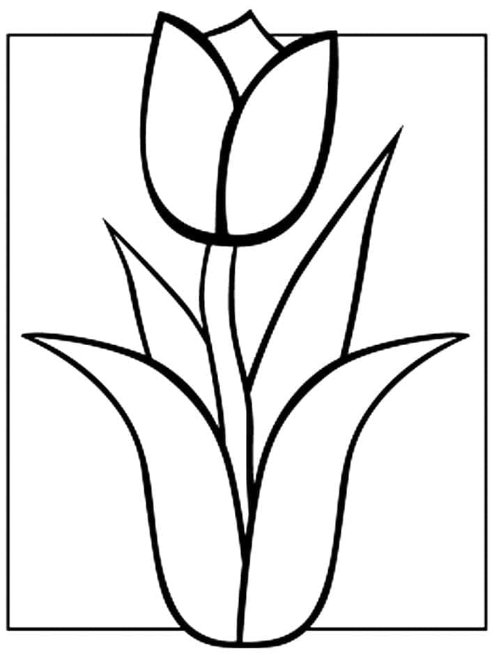 Tulipán Květ omalovánka
