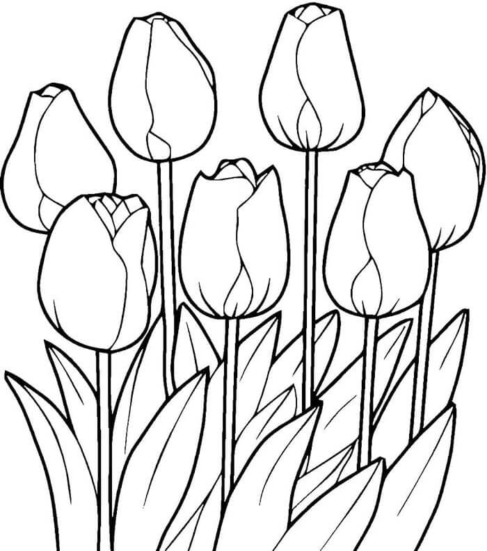 Omalovánky Tulipán