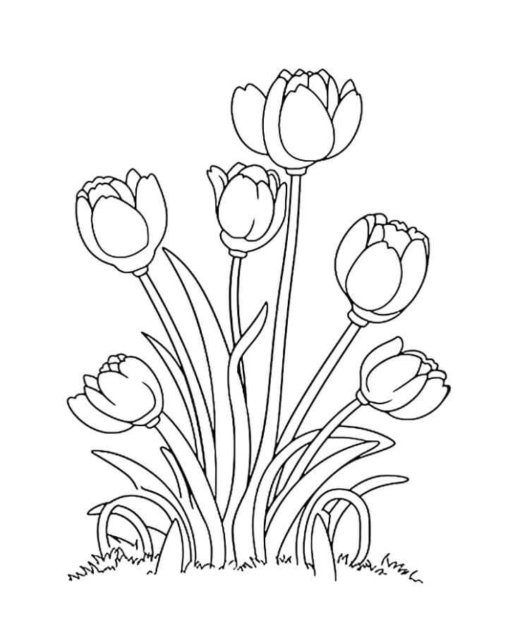 Úžasný Tulipán omalovánka