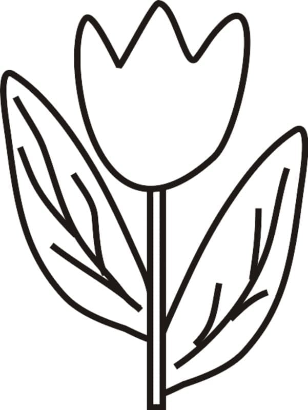 Velmi Krásný Tulipán omalovánka