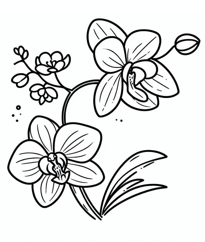 Omalovánky Orchidej