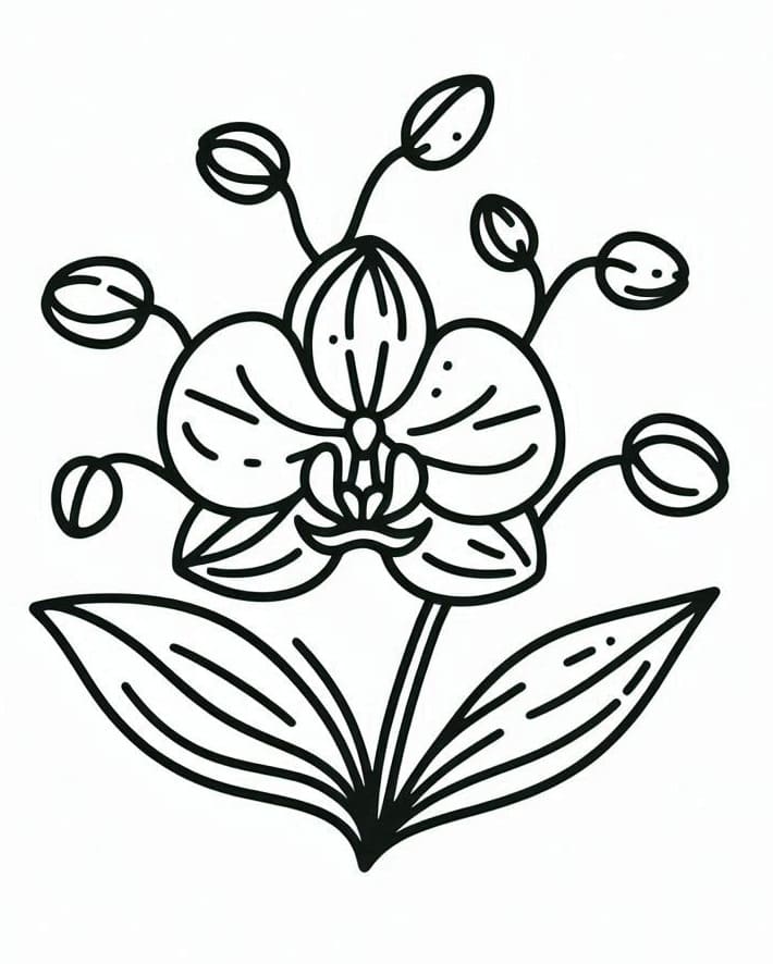 Zdarma Orchidej omalovánka