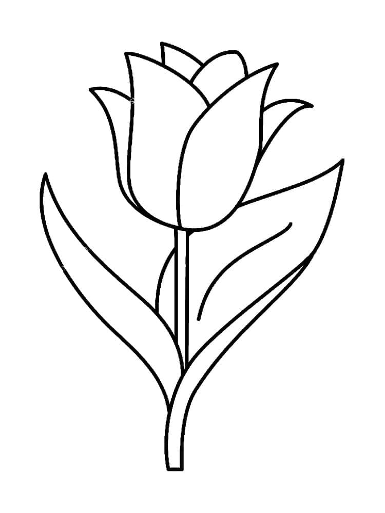 Zdarma Tulipán pro Malé Děti omalovánka