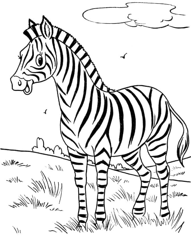 Zebra Zdarama omalovánka