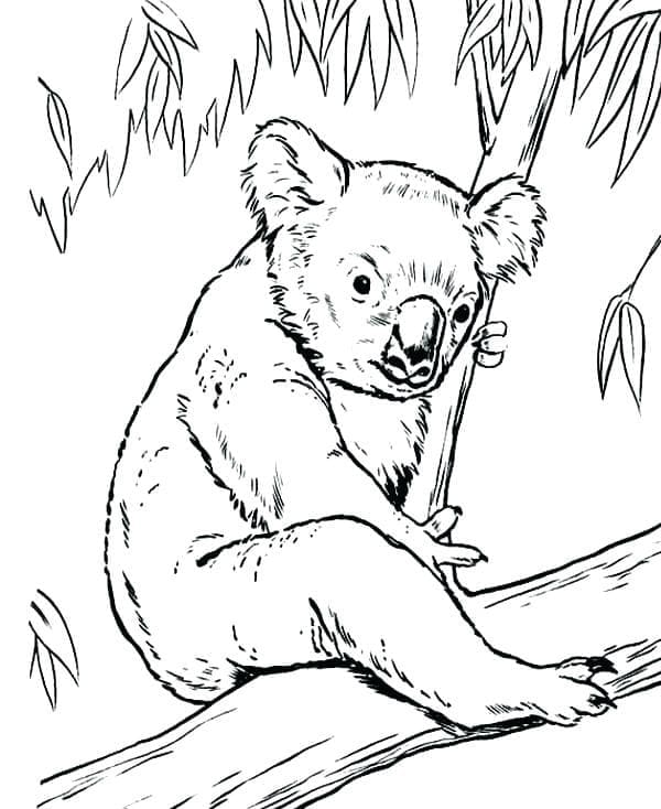 Půvabný Koala omalovánka
