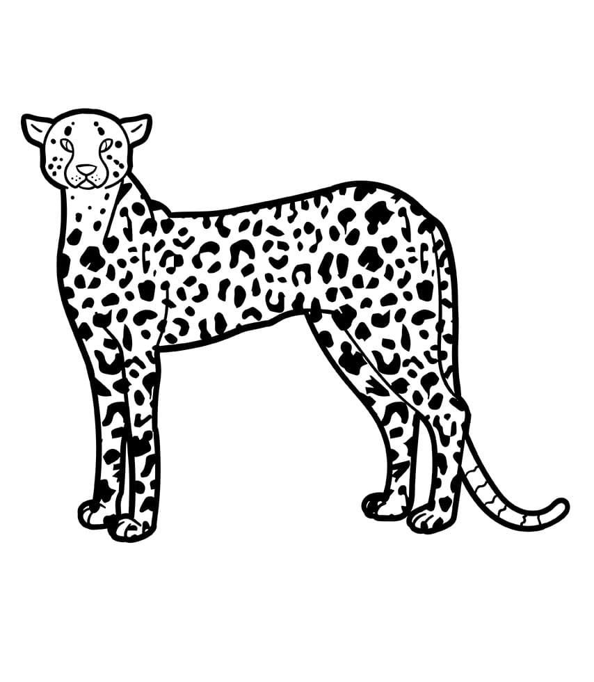 Divoká Gepard omalovánka