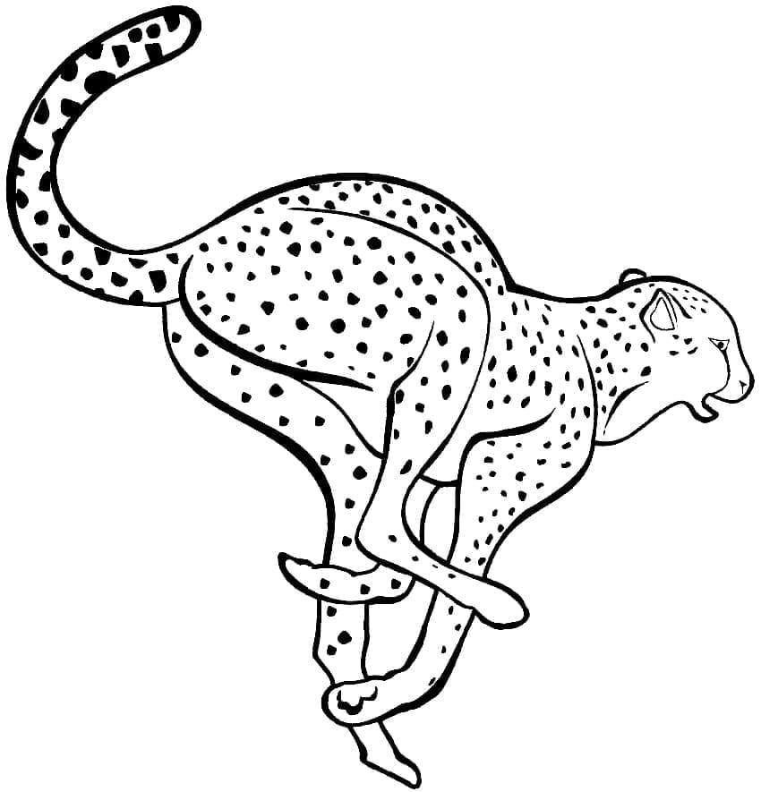 Gepard Tisknutelná omalovánka