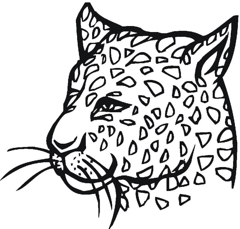 Gepard Zcela Zdarma omalovánka