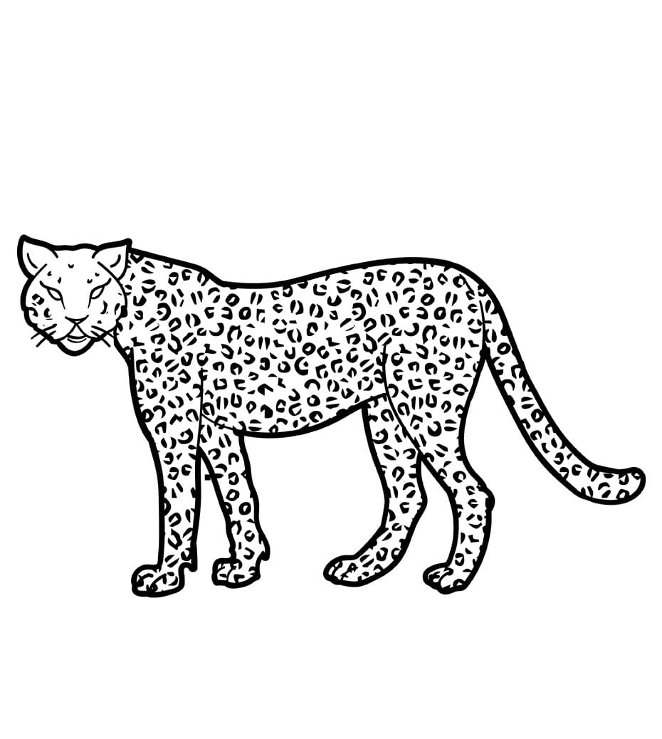 Jedna Gepard omalovánka