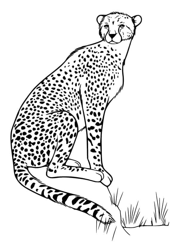 Snadná Gepard omalovánka