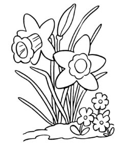 Omalovánky Narcis
