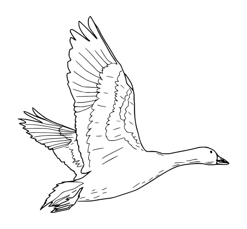 Husa Bez Poplatku omalovánka