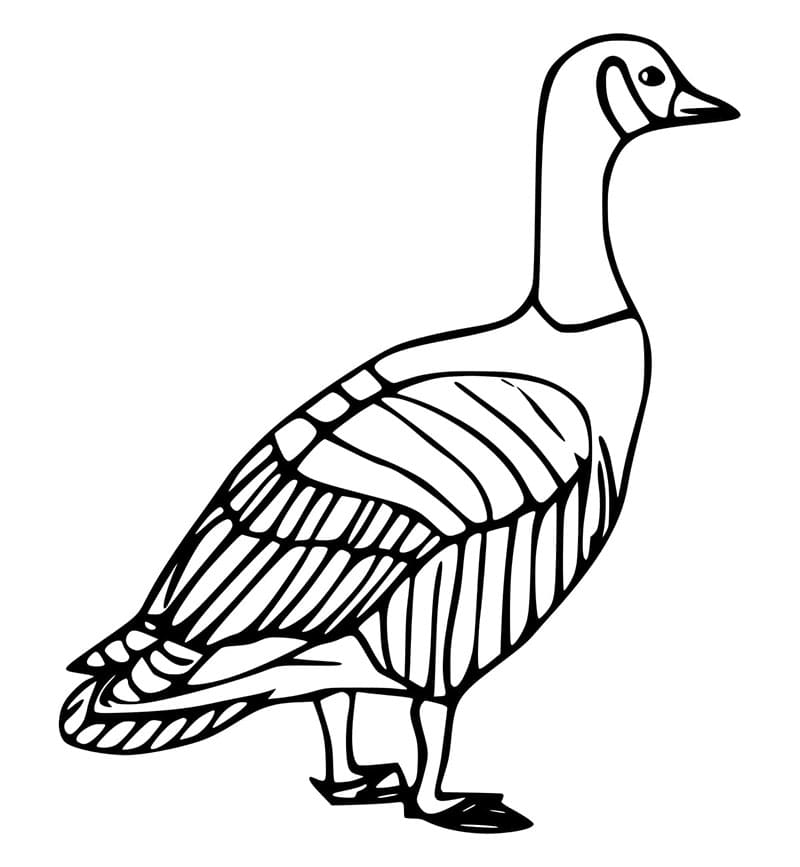 Husa Zdarma Tisknutelná omalovánka