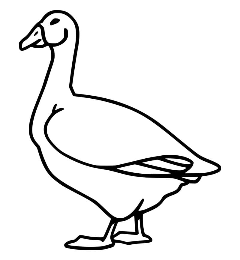 Husa Zvíře omalovánka