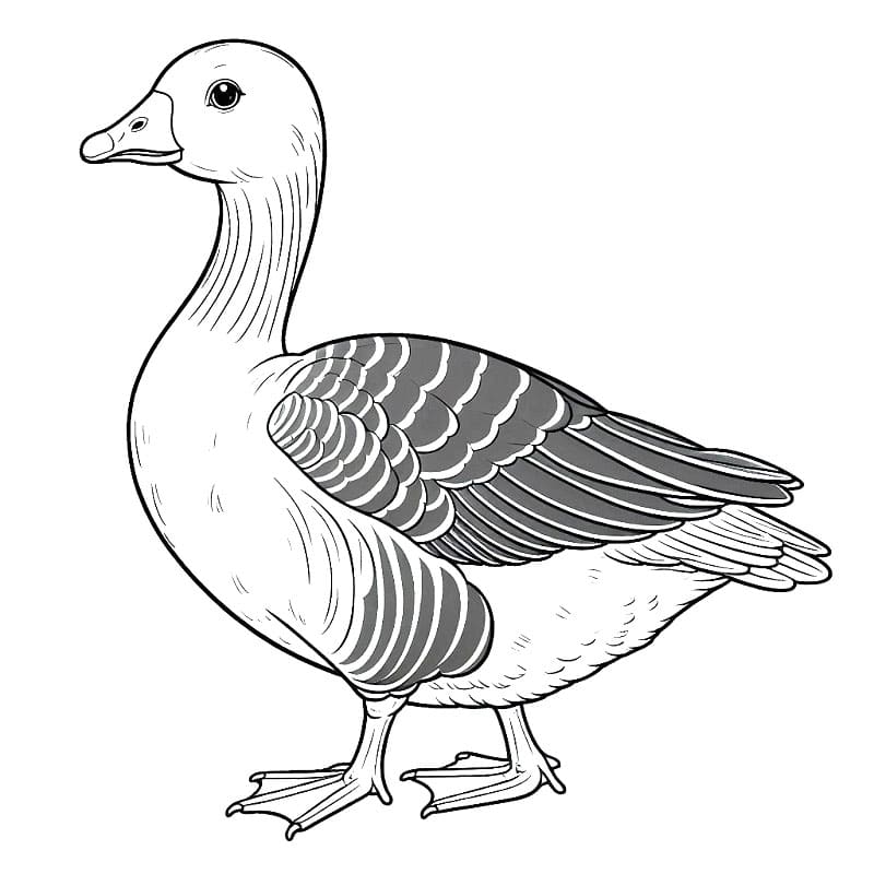 Husa na Vymalování omalovánka