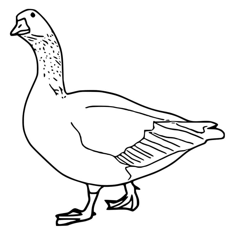 Husa pro Děti omalovánka