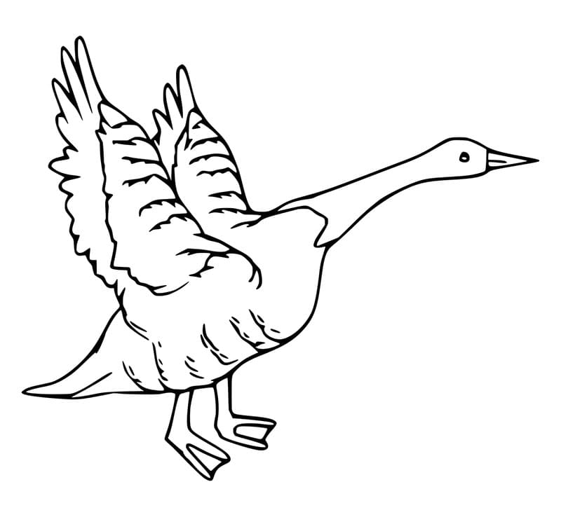 Jednoduchá Husa omalovánka