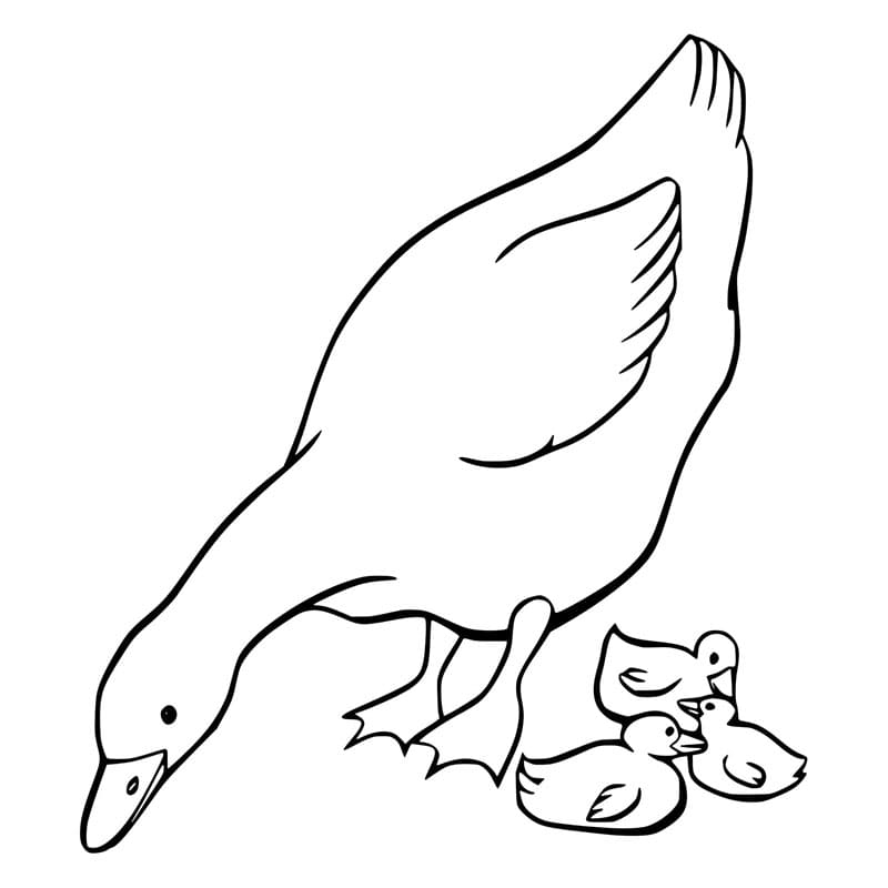 Milá Husa omalovánka