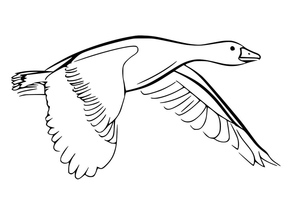 Zvíře Husa omalovánka