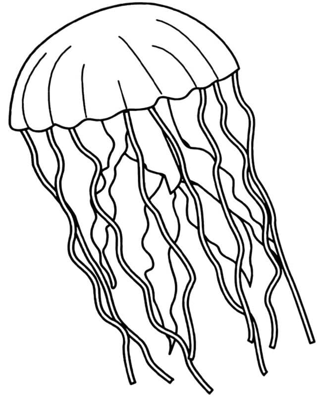 Medúza Zdarma Tisknutelná omalovánka