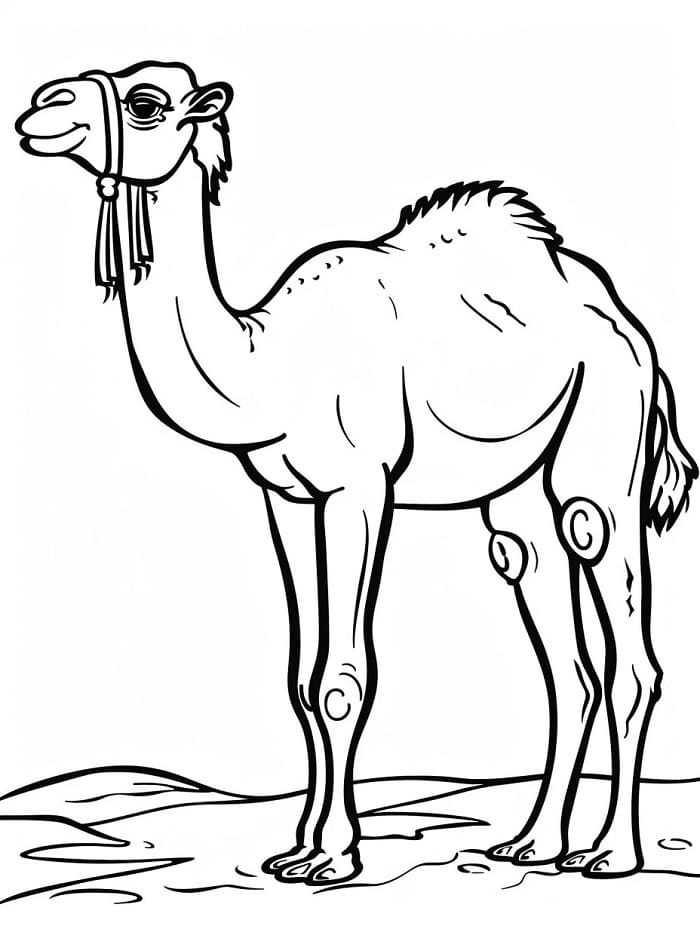 Půvabný Velbloud omalovánka