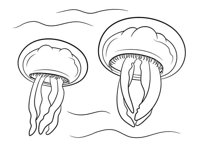 Tisknutelný Obrázek Medúza omalovánka