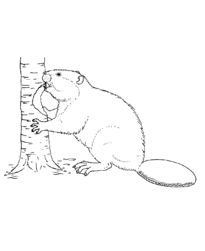 Bobr Zdarma omalovánka