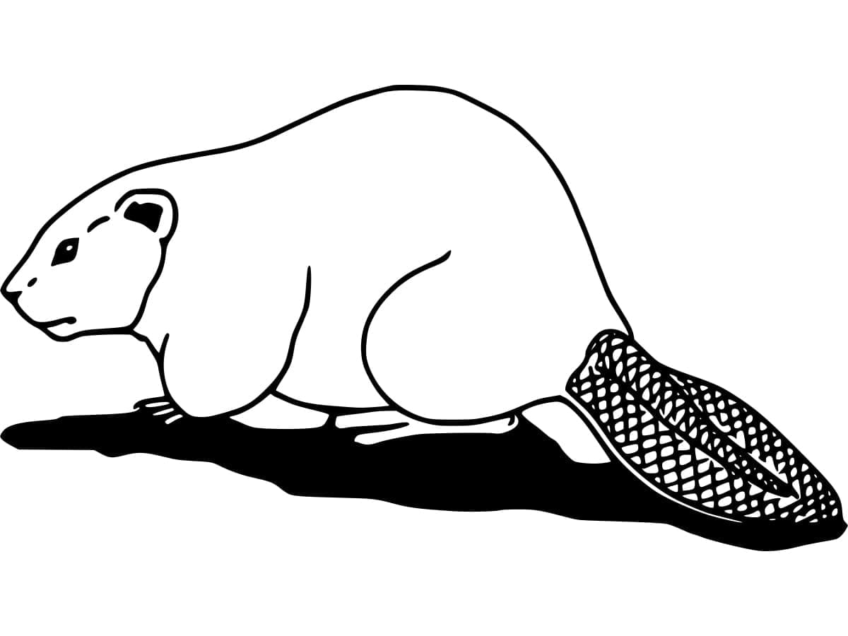 Kráčející Bobr omalovánka