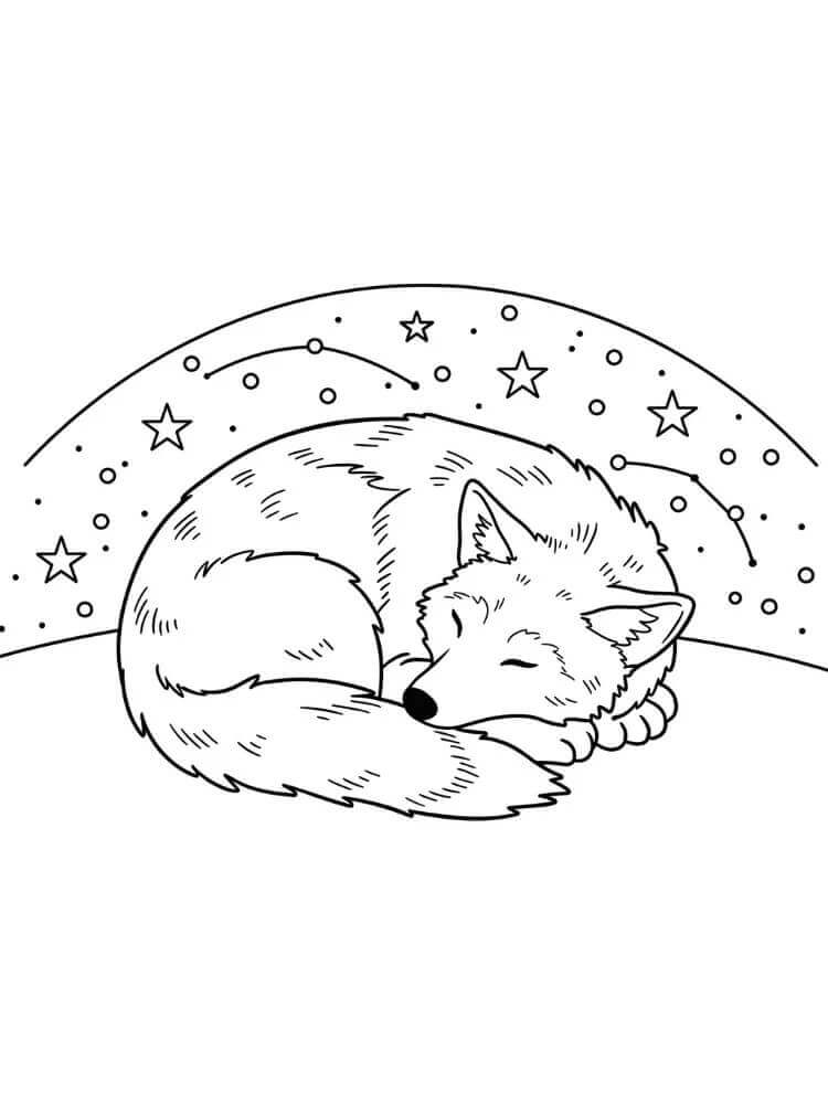 Spící Kojot omalovánka